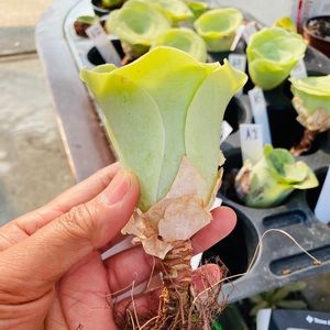 greenovia mountain rose large